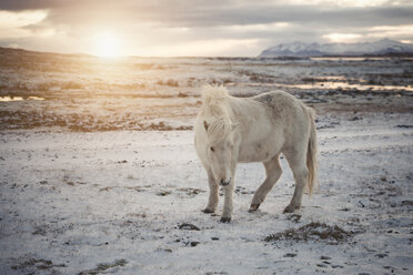 Iceland, Icelandic horse at sunset - EPF00401