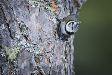 Crested Tit - MJOF01361