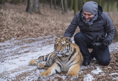 Photographer stroking young Siberian tiger in forest - PAF01759