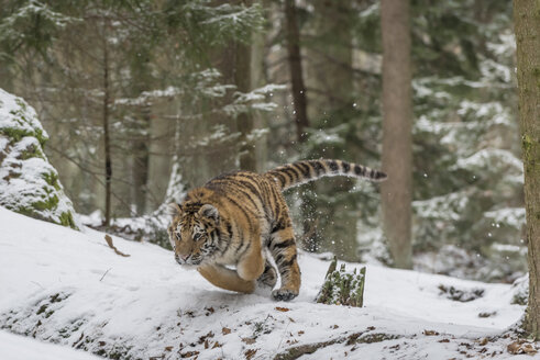 Young Siberian tiger hunting in forest in snow - PAF01763