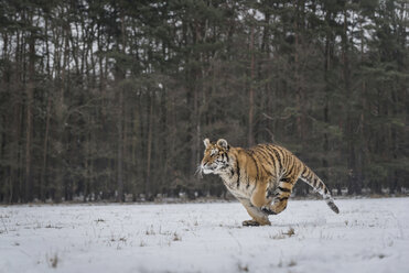 Junger sibirischer Tiger bei der Jagd im Schnee - PAF01764