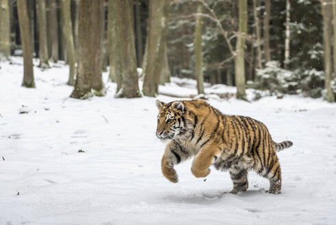 Young Siberian tiger hunting in snow - PAF01765