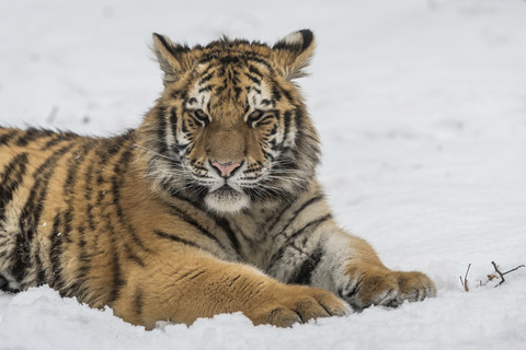 Junger sibirischer Tiger im Schnee liegend, lizenzfreies Stockfoto
