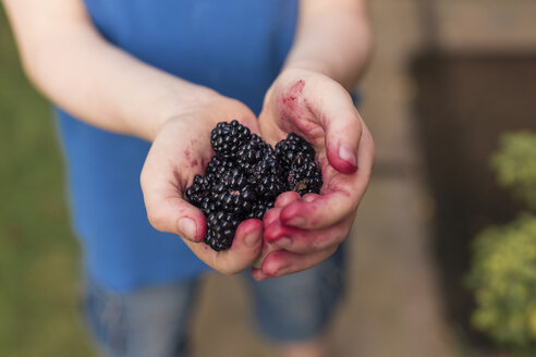 Brombeeren in den Händen eines Jungen - NMSF00012