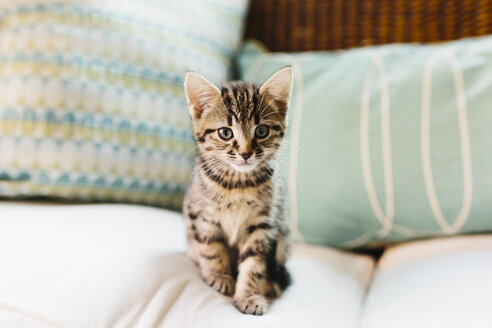 Eight week old tortoiseshell kitten on sofa - NMSF00019