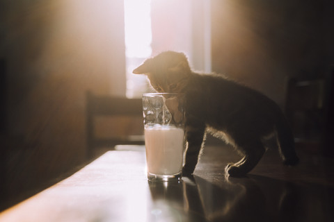 Acht Wochen altes schildpattfarbenes Kätzchen, das im morgendlichen Sonnenlicht versucht, Milch aus einem Glas zu trinken, lizenzfreies Stockfoto