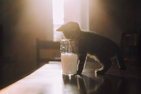 Eight week old tortoiseshell kitten trying to drink milk from a glass in the morning sunlight - NMSF00022