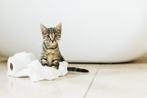 Eight week old tortoiseshell kitten playing with toilet roll - NMSF00023