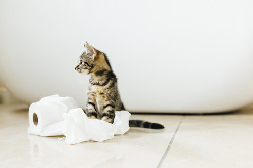 Acht Wochen altes schildpattfarbenes Kätzchen spielt mit Toilettenpapier - NMSF00024