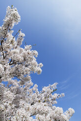 Blossoming cherry tree - GWF05054