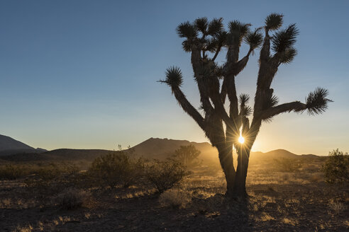 USA, Nevada, Joshua Tree bei Sonnenaufgang - FOF09124
