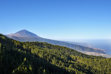 Spanien, Teneriffa, Teide-Nationalpark, Orotava-Tal und Pico del Teide, Esperanza-Wald - SIEF07358