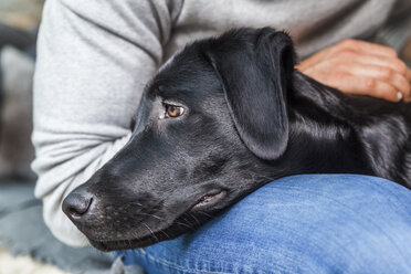 Head of black dog on his owner's lap - TCF05331