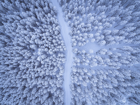Österreich, Gosau, Luftaufnahme einer Straße durch einen Nadelwald im Winter, lizenzfreies Stockfoto