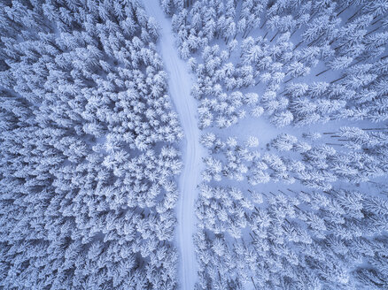 Österreich, Gosau, Luftaufnahme einer Straße durch einen Nadelwald im Winter - STCF00288