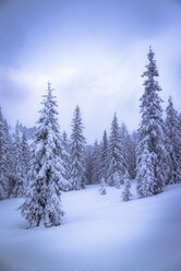 Austria, Hochkoenig, coniferous forest in winter - STCF00296