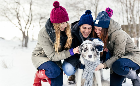 Drei Freunde haben Spaß mit ihrem Border Collie im Schnee, lizenzfreies Stockfoto