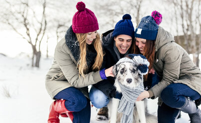 Drei Freunde haben Spaß mit ihrem Border Collie im Schnee - MGOF03148