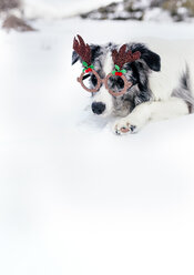 Border collie with Christmas ornament glasses in the snow - MGOF03152