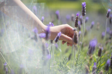 Weibliche Hand über Lavendel im Feld - ZEF13238