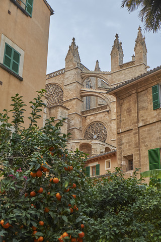 Spain, Mallorca, Palma, La Seu Cathedral with orange tree stock photo