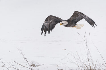 Weißkopfseeadler, Haliaeetus leucocephalus - PAF01769