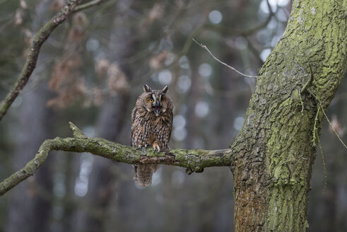 Waldohreule, Asio otus, im Wald - PAF01771