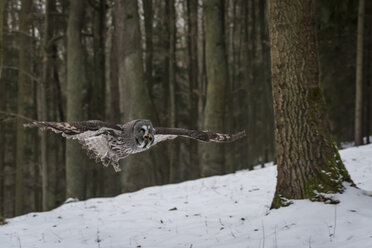 Czechia, Great grey owl, Strix nebulosa in forest - PAF01774