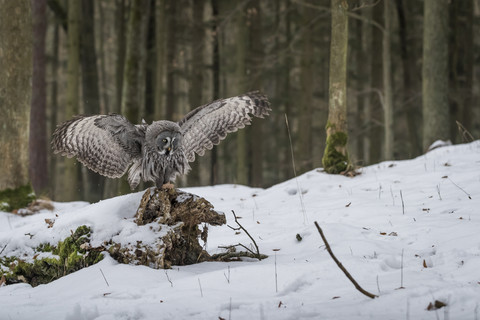 Tschechische Republik, Steinkauz, Strix nebulosa im Wald, lizenzfreies Stockfoto