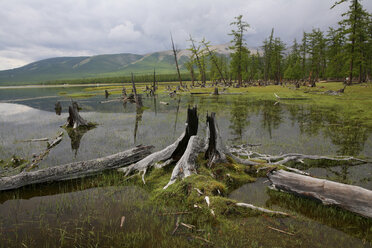 Mongolia, Sayan Mountains, Lake Khovsgol, Driftwood at the lakeside - DSGF01643