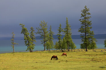 Mongolei, Rennpferde in der zentralasiatischen Steppe in der Altai-Region Bayan-Oelgii in der westlichen Mongolei - DSGF01644