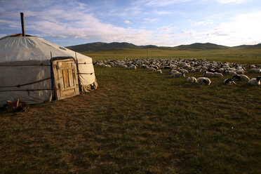 Mongolei, Provinz Arkhangai, Nomadenlager, Schafherde - DSG01648