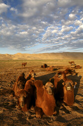 Mongolei, Gobi-Gurvansaikhan-Nationalpark, Khongoryn Els, Kamele beim Ausruhen in der Wüste Gobi - DSGF01658