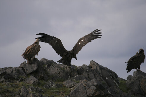 Mongolia, three black vultures on rocks - DSGF01665