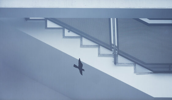 Treppe und Vogel auf Fensterscheibe - EJWF00848