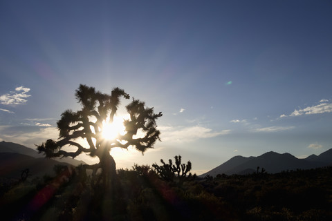 USA, Kalifornien, Joshua-Baum im Gegenlicht, lizenzfreies Stockfoto