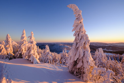 Deutschland, Bayern, Bayerischer Wald im Winter, Großer Arber, Arbermandl, schneebedeckte Fichten am Abend - SIEF07374