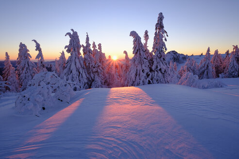 Deutschland, Bayern, Bayerischer Wald im Winter, Großer Arber, Arbermandl, schneebedeckte Fichten, Sonnenuntergang - SIEF07375