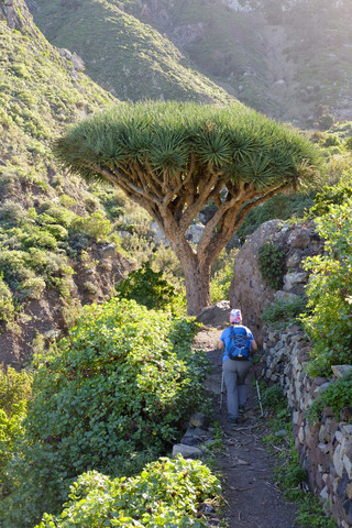 Spanien, Kanarische Inseln, Teneriffa, Frau auf Wanderweg, Kanarische Inseln Drachenbaum, lizenzfreies Stockfoto