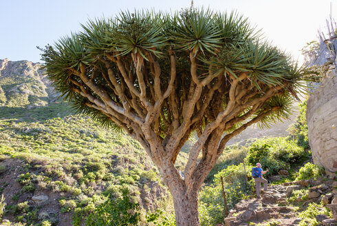 Spanien, Kanarische Inseln, Teneriffa, Kanarische Inseln Drachenbaum - SIEF07380