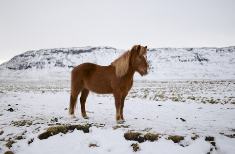 Island, Islandpferd in verschneiter Landschaft, lizenzfreies Stockfoto