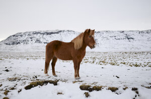 Iceland, Icelandic horse in snowy landscape - RAEF01793