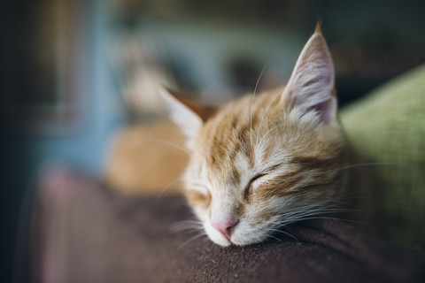 Portrait of tabby cat sleeping on the backrest of a couch stock photo