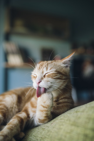 Katze leckt ihre Pfote auf der Couch, lizenzfreies Stockfoto