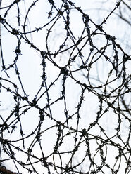 Barbed wire, close up - EJWF00850