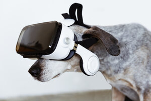 Mongrel wearing Virtual Reality Glasses - REAF00225