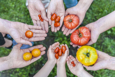 Die Hände von fünf Personen halten verschiedene Tomatensorten - TCF05362