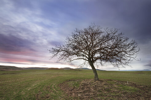 Spain, Burgos, Landscape with a lone tree at dusk - DHCF00069