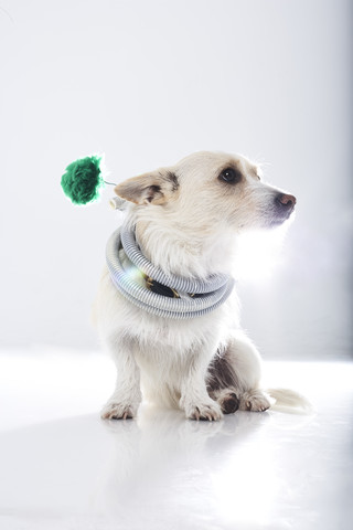 Verkleideter Hund mit um den Hals gewickeltem Schlauch, lizenzfreies Stockfoto