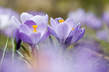 Blüten des violetten Dalmatiner-Krokus - HSTF00048